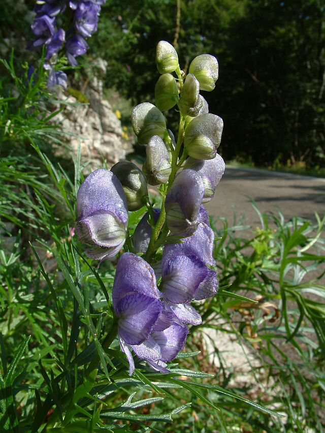 Aconitum napellus e Gentiana bavarica